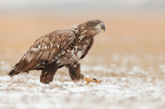 744 Seeadler - Haliaeetus albicilla