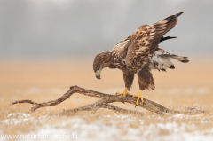 745 Seeadler - Haliaeetus albicilla