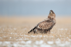 746 Seeadler - Haliaeetus albicilla