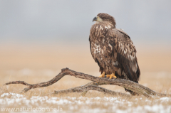 747 Seeadler - Haliaeetus albicilla