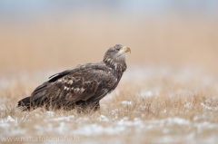 748 Seeadler - Haliaeetus albicilla