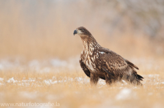 749 Seeadler - Haliaeetus albicilla