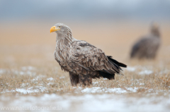 750 Seeadler - Haliaeetus albicilla