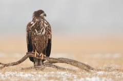 751 Seeadler - Haliaeetus albicilla