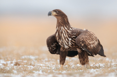 752 Seeadler - Haliaeetus albicilla