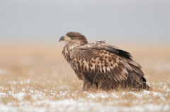 753 Seeadler - Haliaeetus albicilla