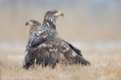 754 Seeadler - Haliaeetus albicilla