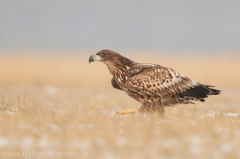 755 Seeadler - Haliaeetus albicilla