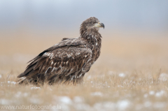 756 Seeadler - Haliaeetus albicilla