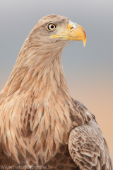 757 Seeadler - Haliaeetus albicilla