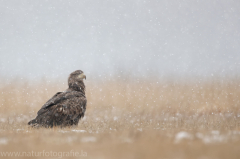 758 Seeadler - Haliaeetus albicilla