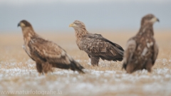 790 Seeadler - Haliaeetus albicilla