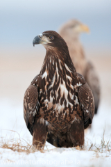 759 Seeadler - Haliaeetus albicilla