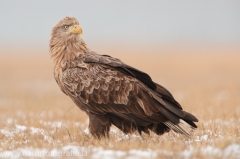 791 Seeadler - Haliaeetus albicilla