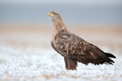 760 Seeadler - Haliaeetus albicilla