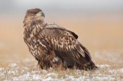 789 Seeadler - Haliaeetus albicilla