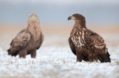 761 Seeadler - Haliaeetus albicilla