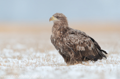 762 Seeadler - Haliaeetus albicilla