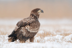 763 Seeadler - Haliaeetus albicilla