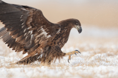 764 Seeadler - Haliaeetus albicilla