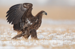 765 Seeadler - Haliaeetus albicilla