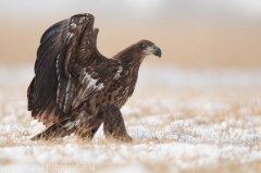 766 Seeadler - Haliaeetus albicilla