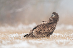 767 Seeadler - Haliaeetus albicilla