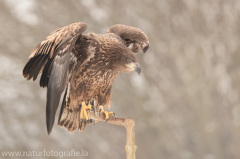 768 Seeadler - Haliaeetus albicilla