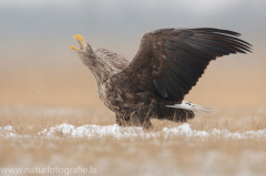 769 Seeadler - Haliaeetus albicilla