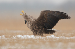 770 Seeadler - Haliaeetus albicilla