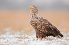 771 Seeadler - Haliaeetus albicilla