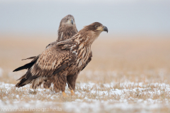 772 Seeadler - Haliaeetus albicilla