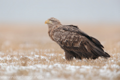 773 Seeadler - Haliaeetus albicilla