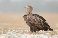 774 Seeadler - Haliaeetus albicilla