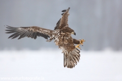 731 Seeadler - Haliaeetus albicilla