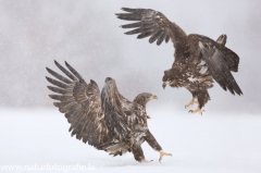 732 Seeadler - Haliaeetus albicilla