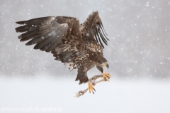 733 Seeadler - Haliaeetus albicilla