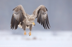 722 Seeadler - Haliaeetus albicilla