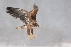 725 Seeadler - Haliaeetus albicilla