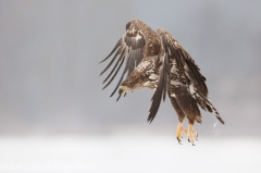 726 Seeadler - Haliaeetus albicilla