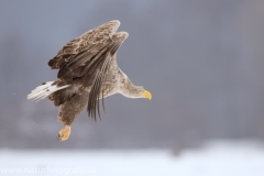 727 Seeadler - Haliaeetus albicilla