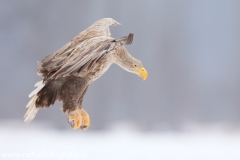 728 Seeadler - Haliaeetus albicilla