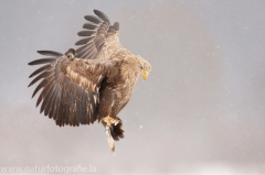 724 Seeadler - Haliaeetus albicilla