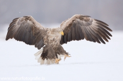 730 Seeadler - Haliaeetus albicilla