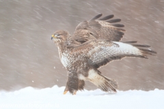 718 Mäusebussard - Buteo buteo