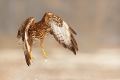 719 Mäusebussard - Buteo buteo