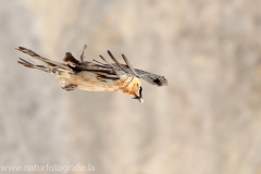 571 Bartgeier - Gypaetus barbatus