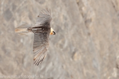 572 Bartgeier - Gypaetus barbatus