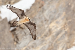 573 Bartgeier - Gypaetus barbatus