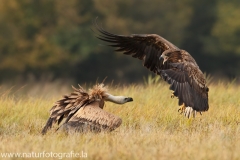 2 Seeadler - Haliaeetus albicilla